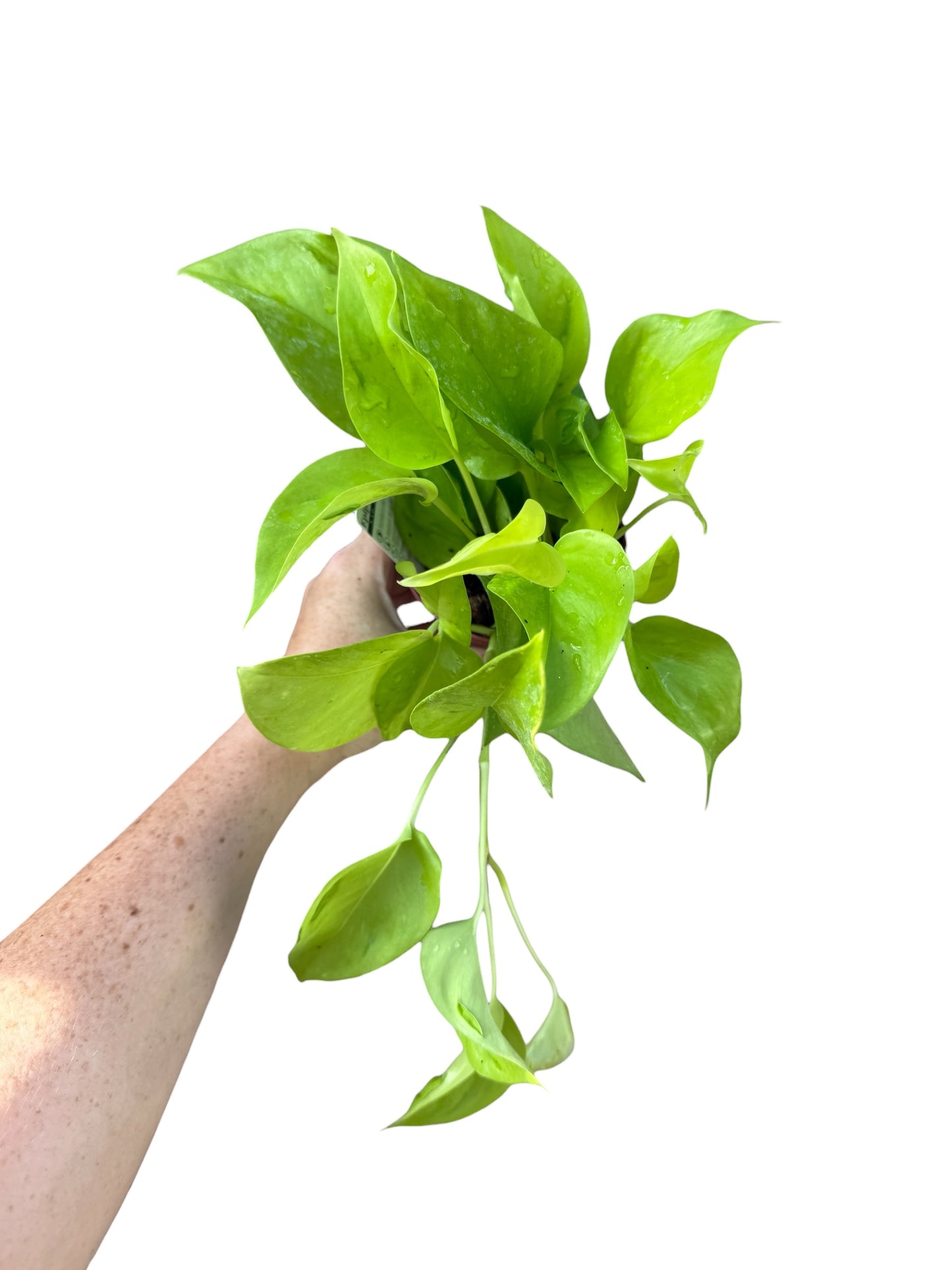 4” Pothos São Paulo