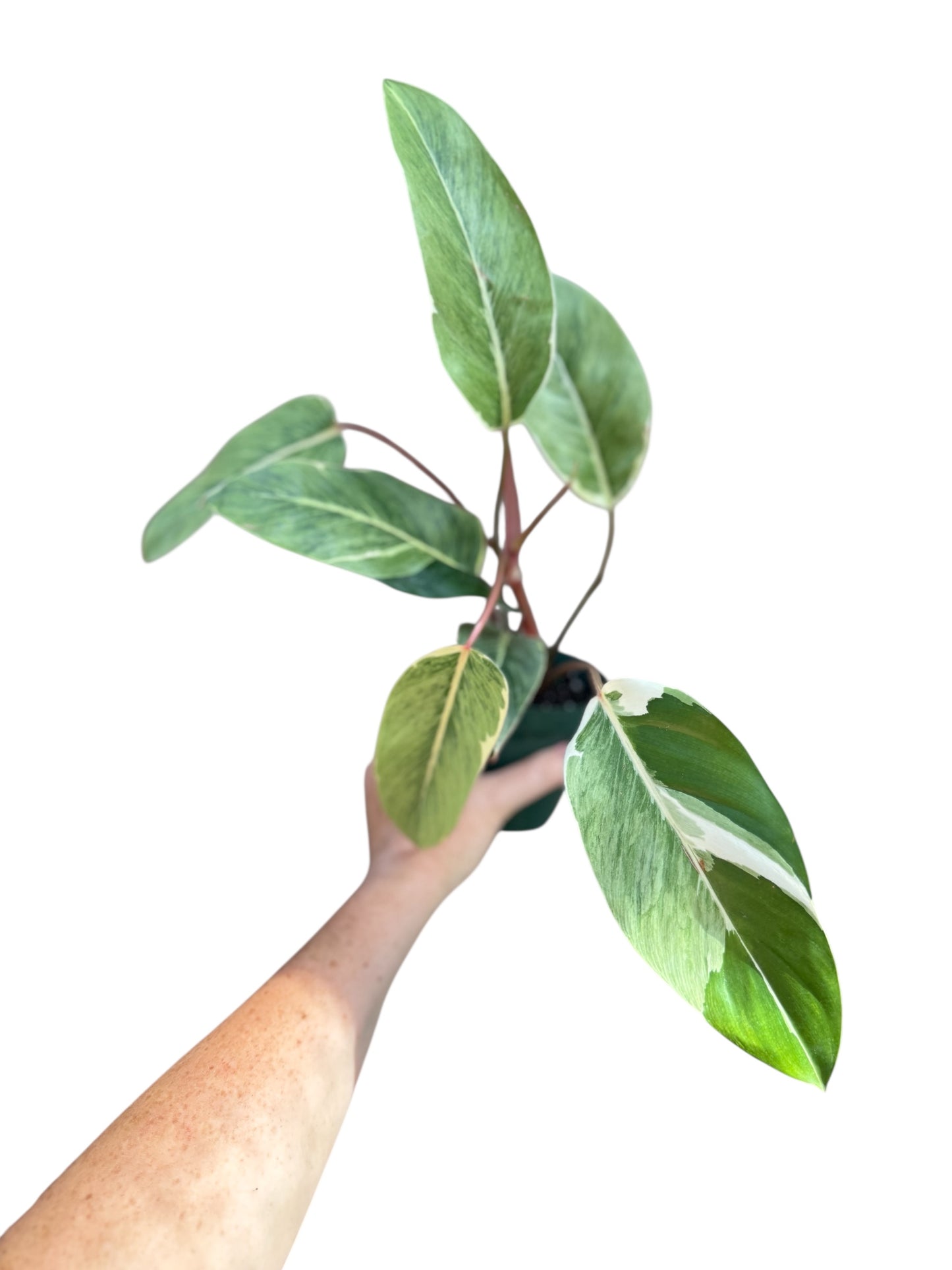 4” Philodendron Shady Lady