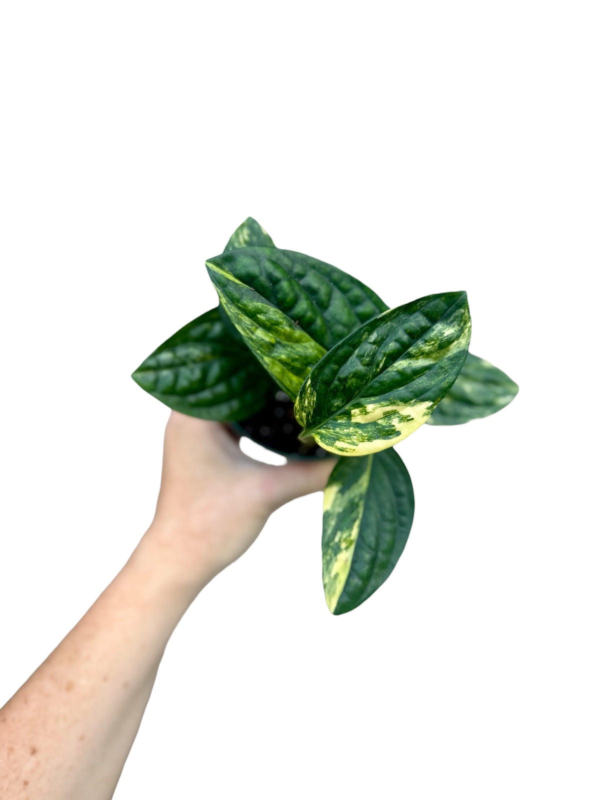 4” Monstera Peru Variegated