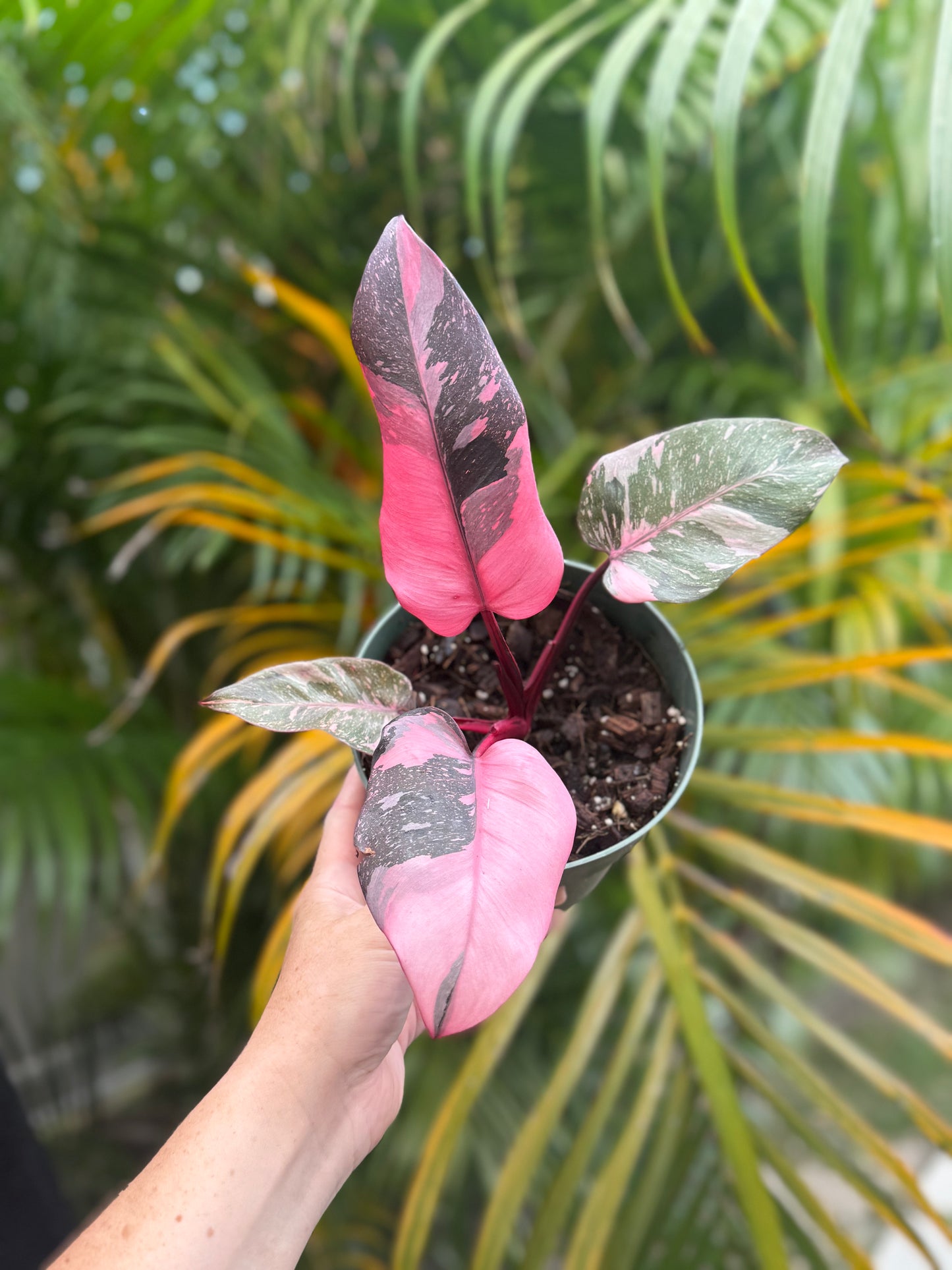 6” Pink Princess Philodendron