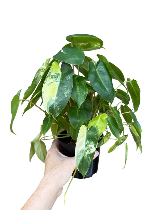 4” Philodendron Burle Marx Variegated