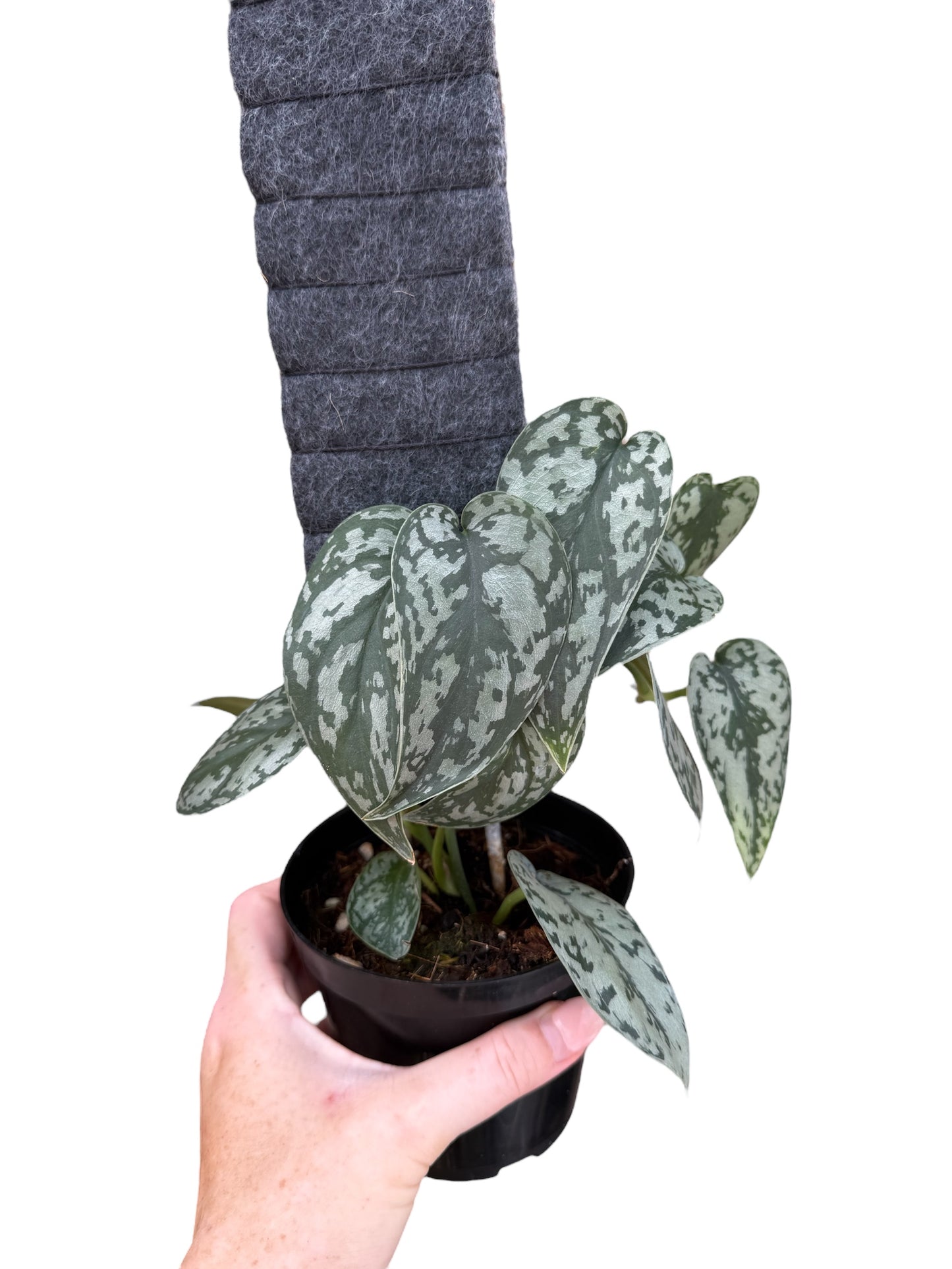 4” Scindapsus Silver Lady