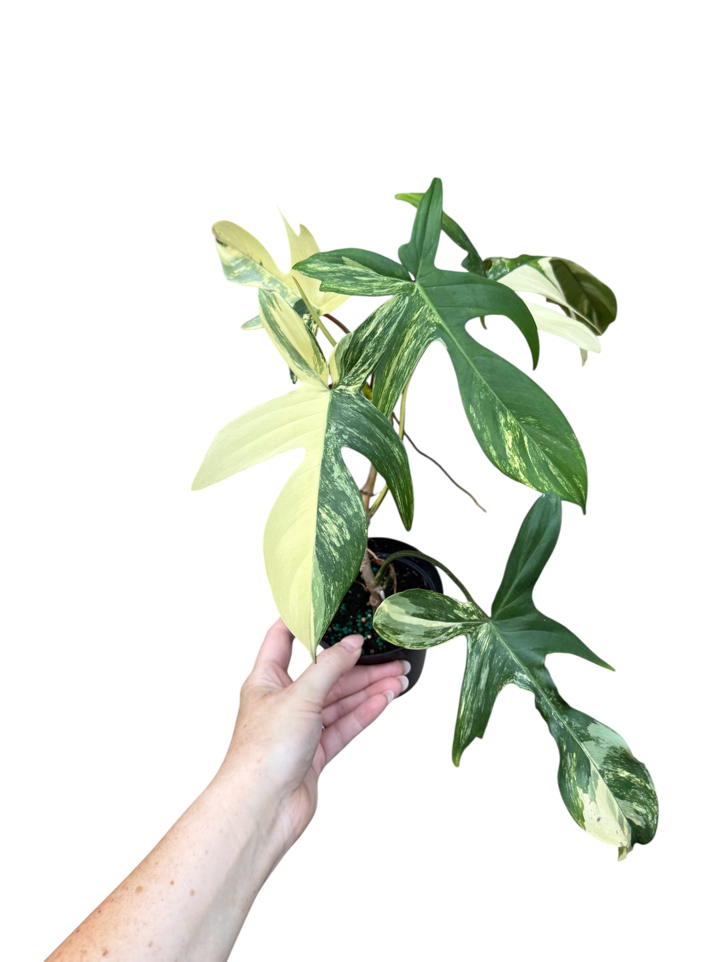 4” Philodendron Florida Beauty