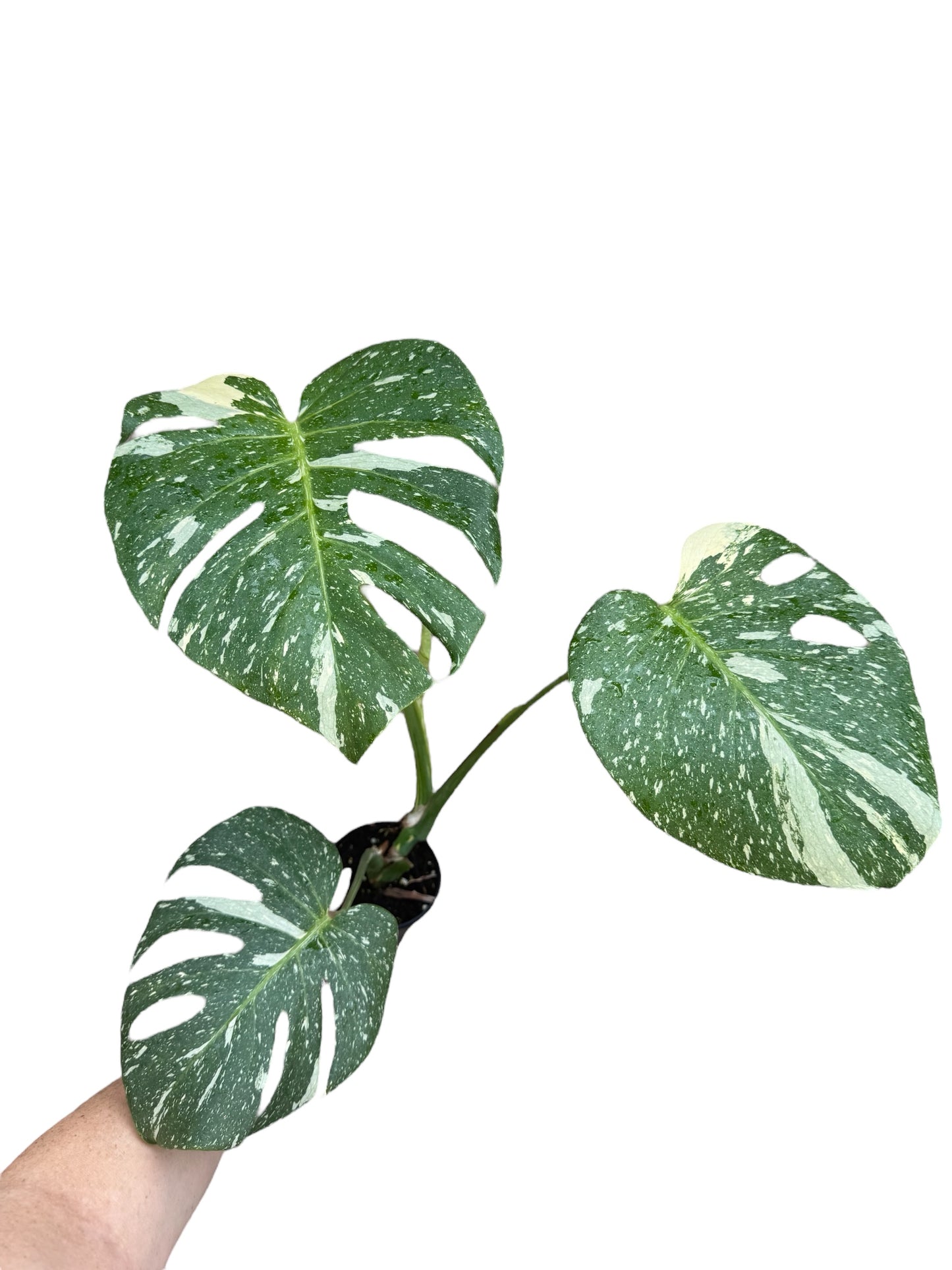 4” Monstera Thai Constellation