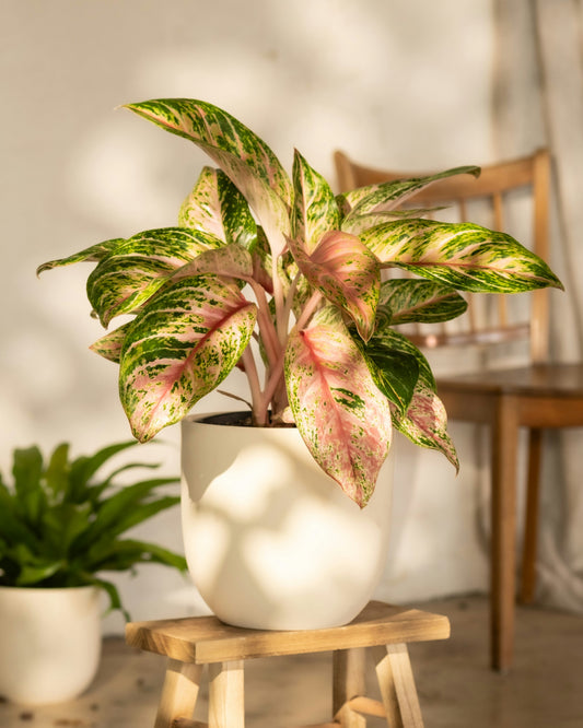 Top 10 Low-Maintenance Houseplants for Busy Plant Lovers