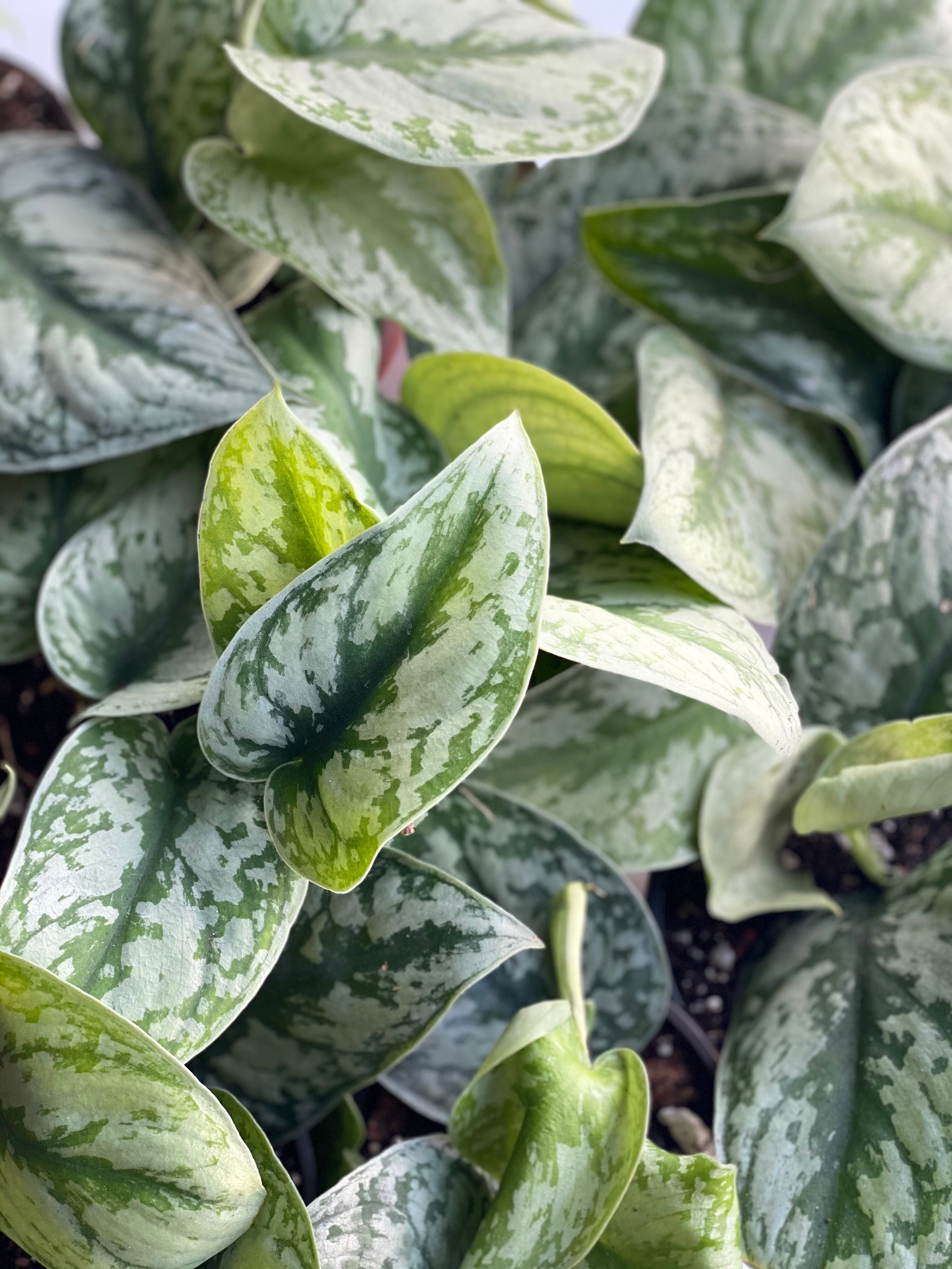 4” Scindapsus Jade Satin Mint – The Plant Bar Co.