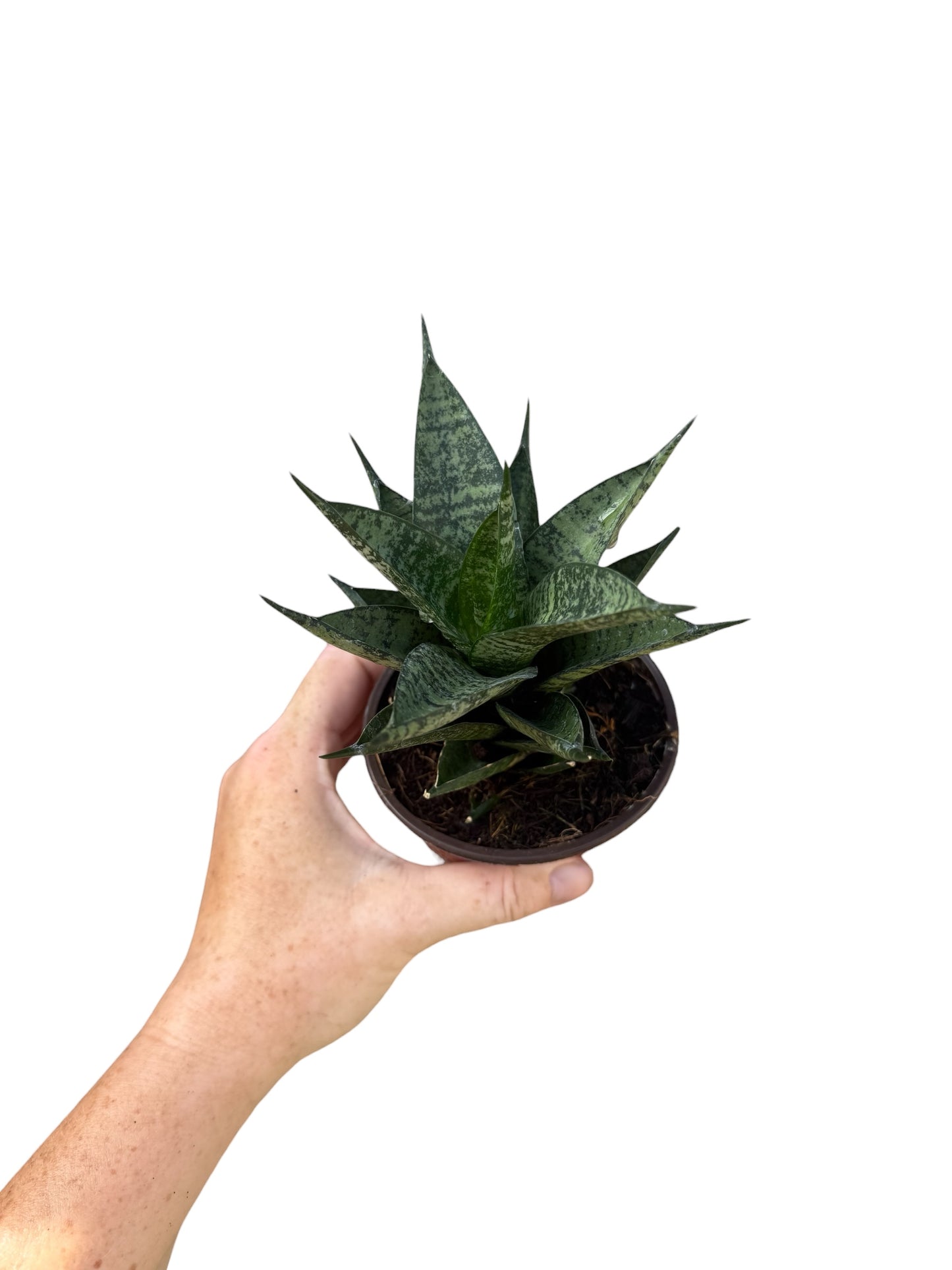 4” Sansevieria Birds Nest