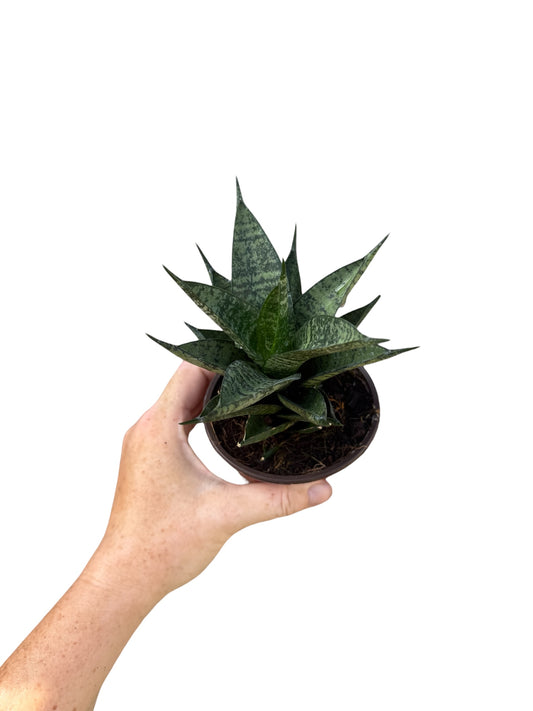 4” Sansevieria Birds Nest