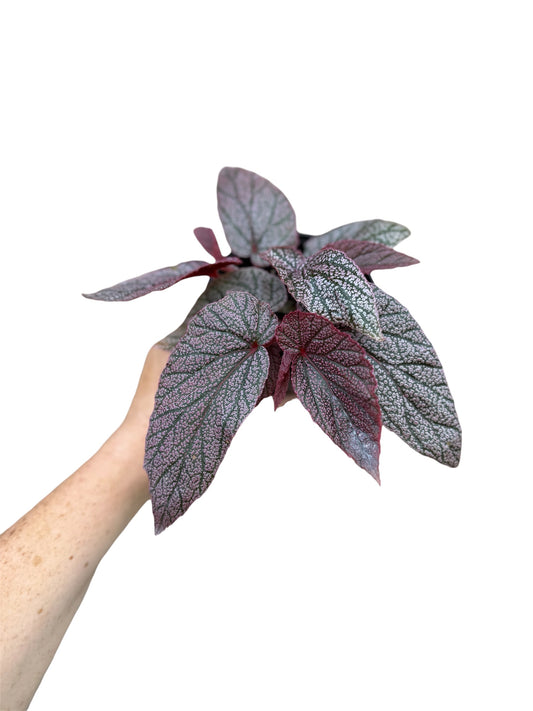 4” Begonia Maurice Amey