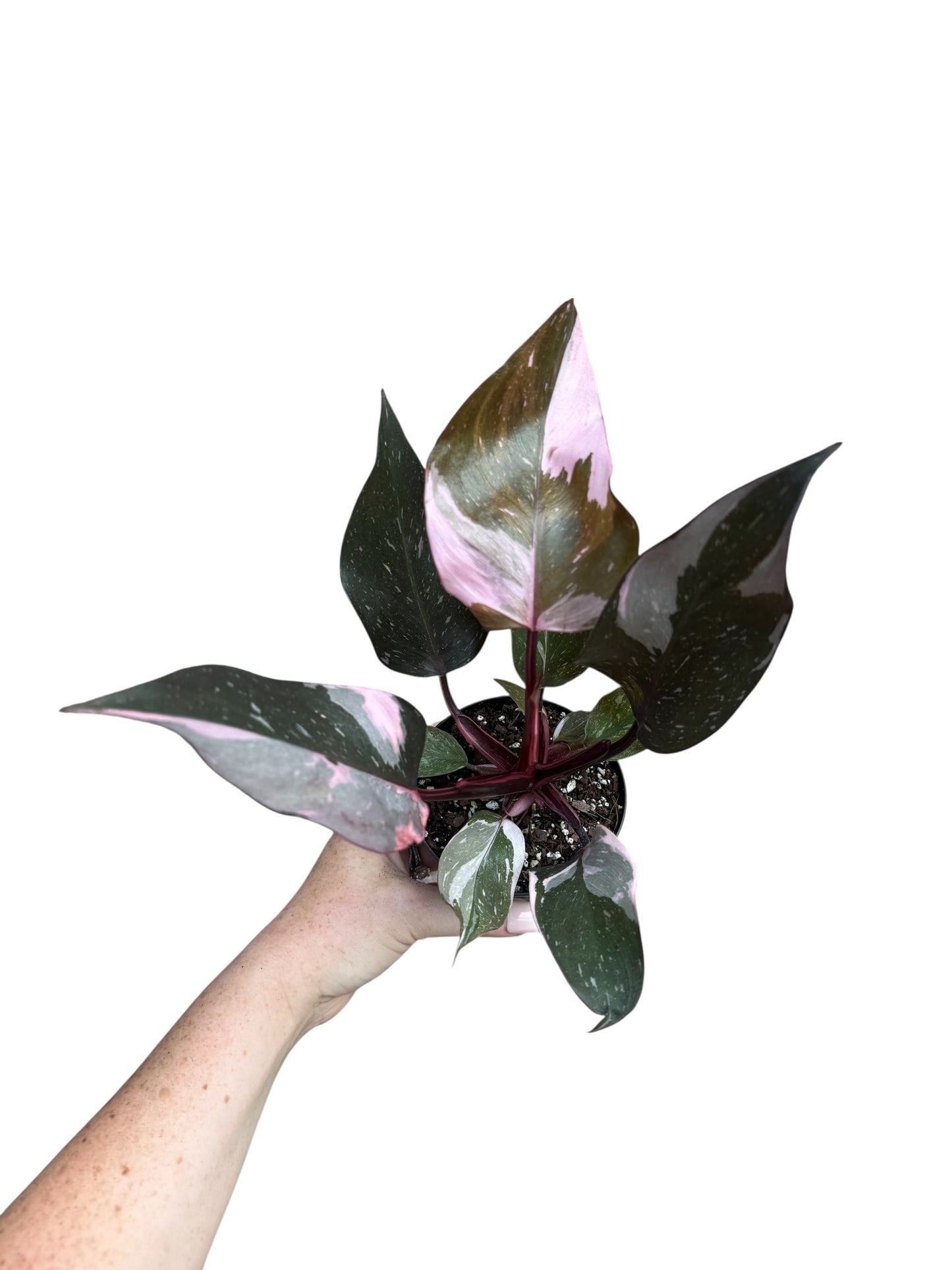 4” Philodendron Pink Princess