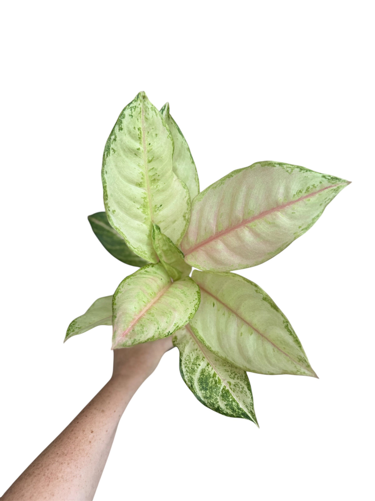 4” Agalonema Frozen
