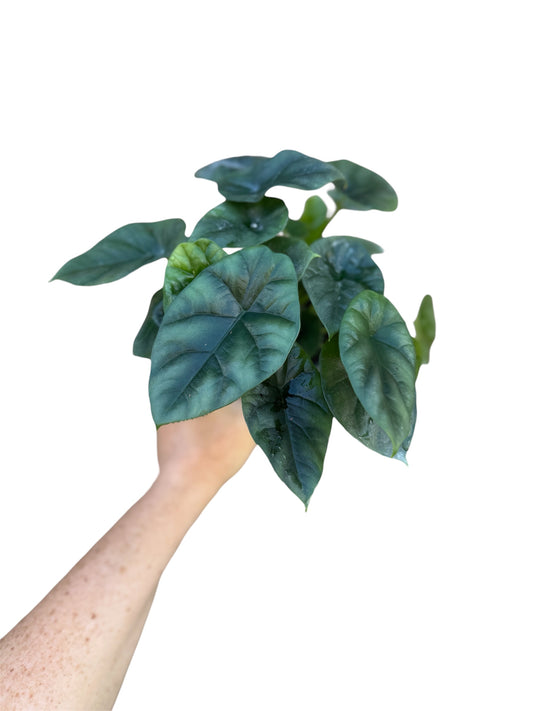 4” Alocasia Dragon Scale