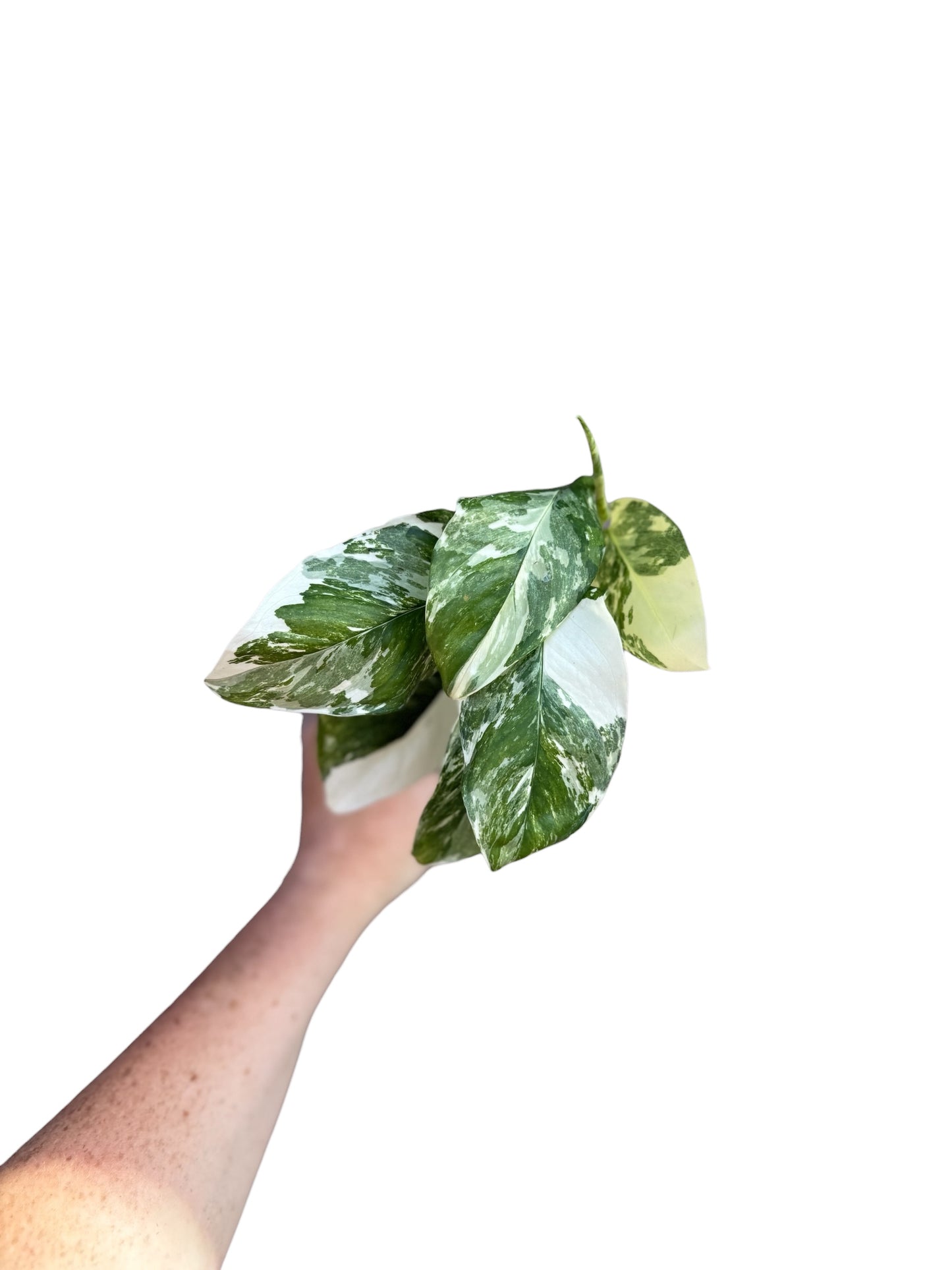 4” Monstera Lecheriana Variegated