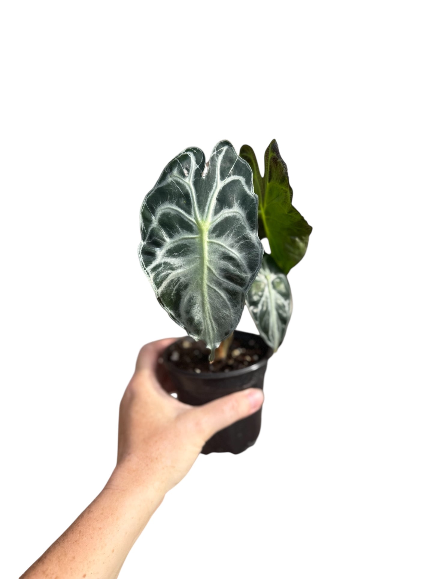 4” Alocasia Venom