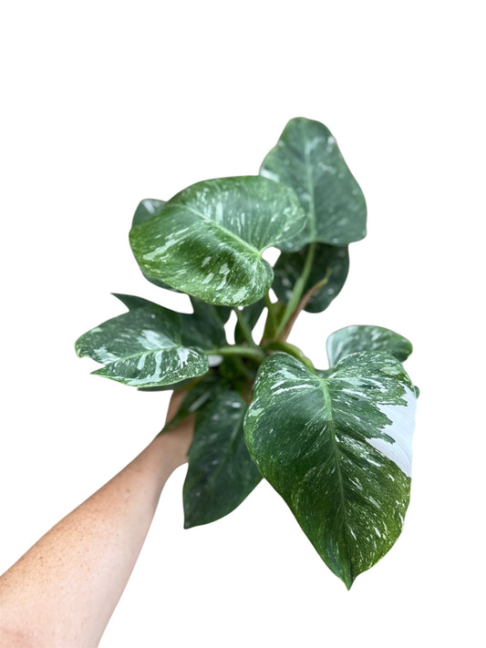 4” Philodendron White Princess Galaxy