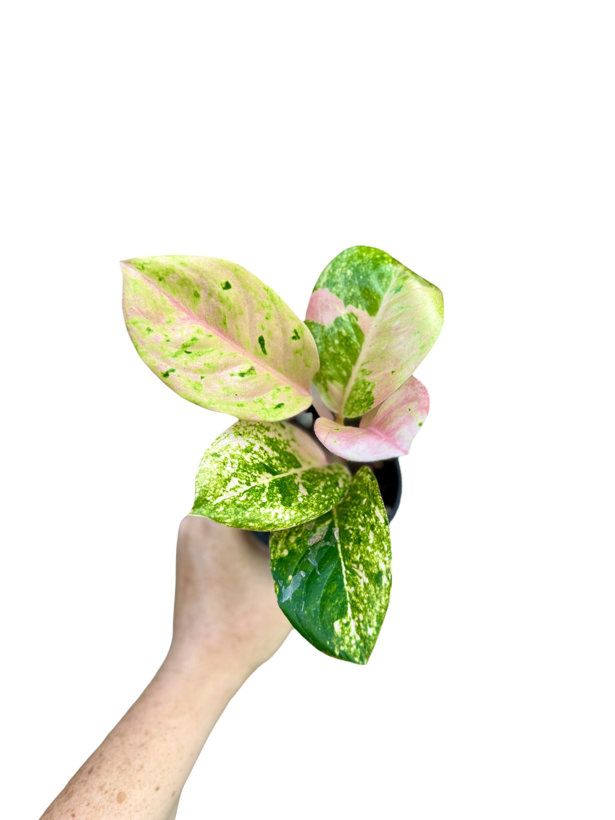 4" Aglaonema Pink Emerald