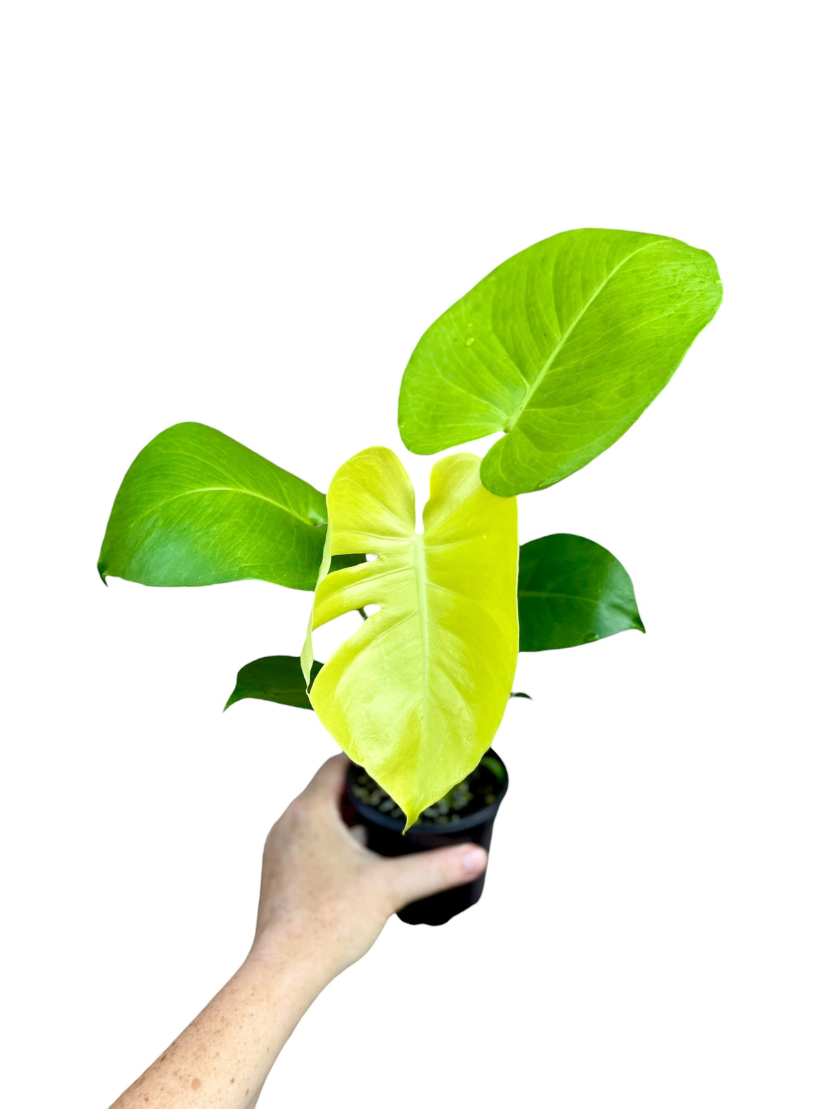 4” Monstera Lemon Lime