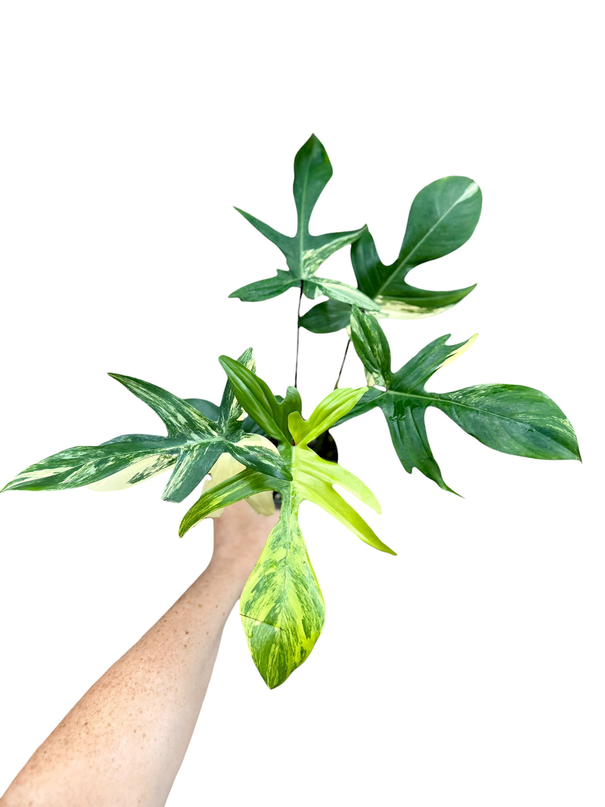 4" Philodendron Florida Beauty
