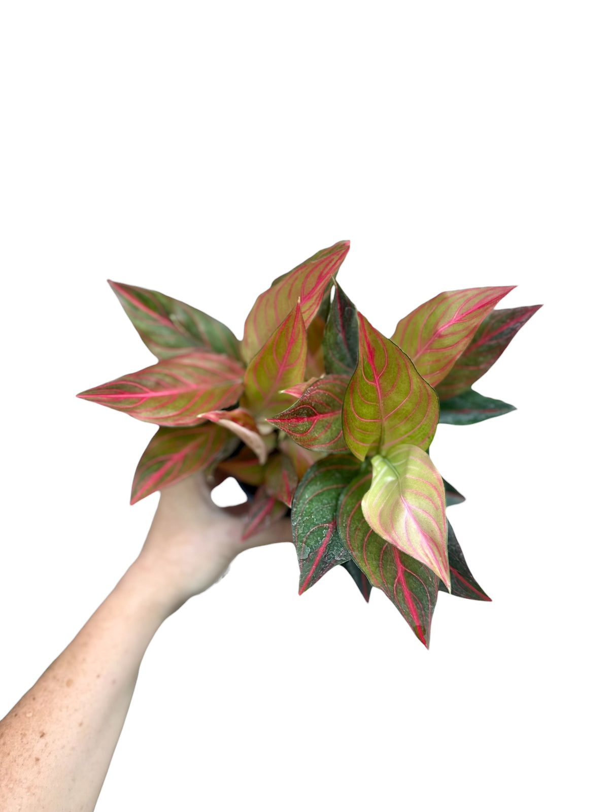 4” Aglaonema Red Vein
