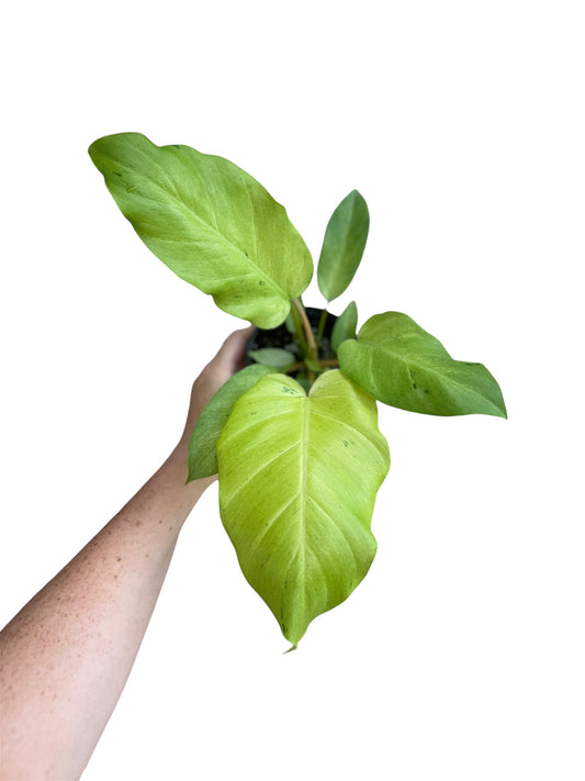 4” Philodendron Snowdrift