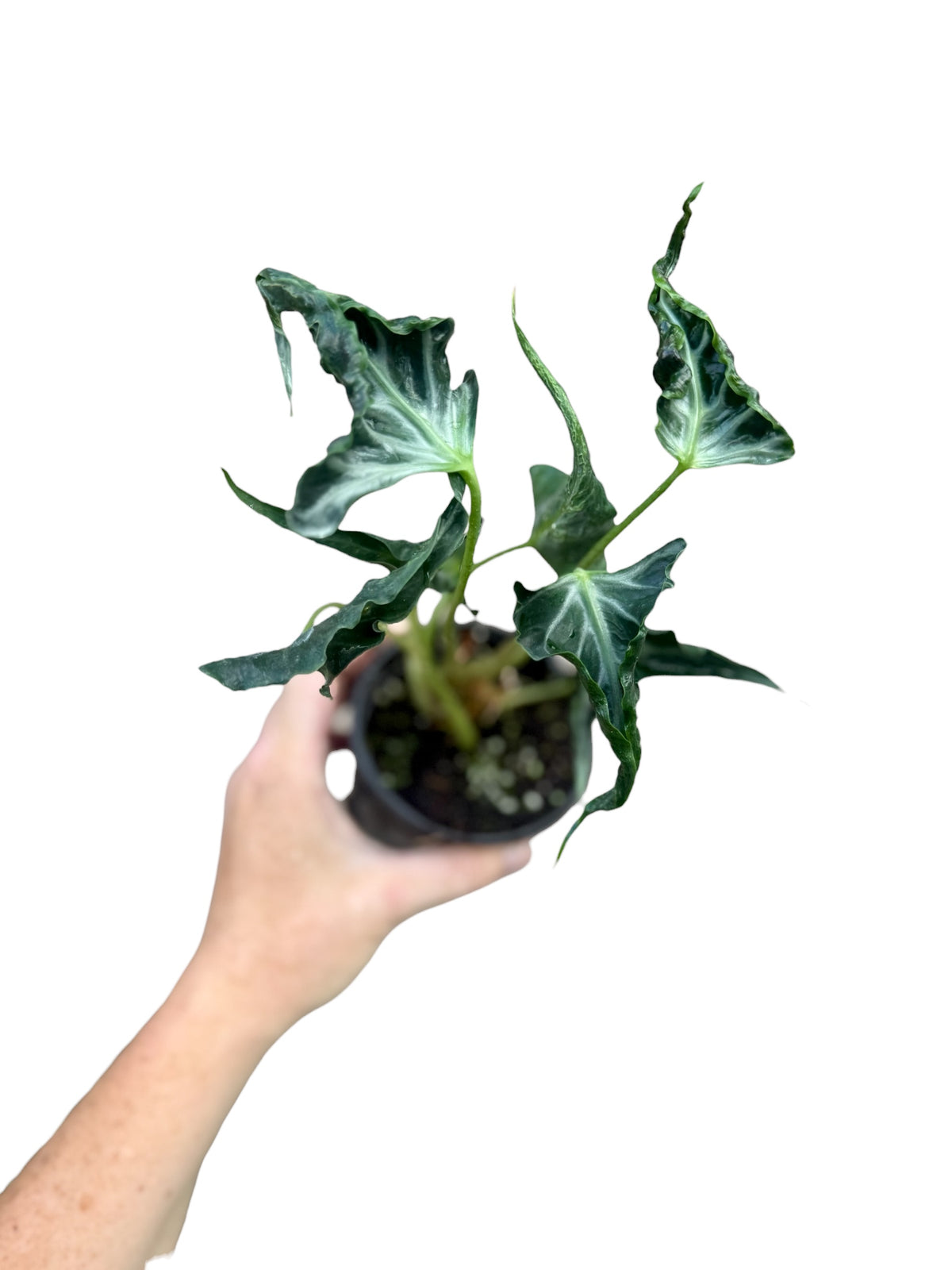 4” Alocasia Loco