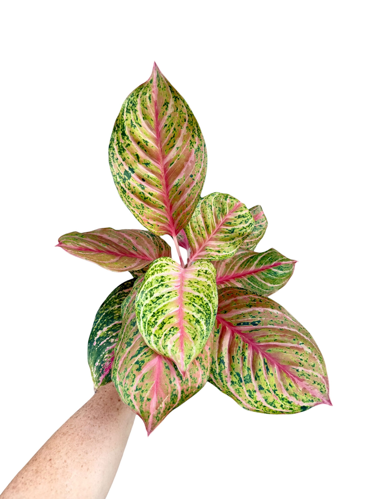 4" Aglaonema Miss Thailand