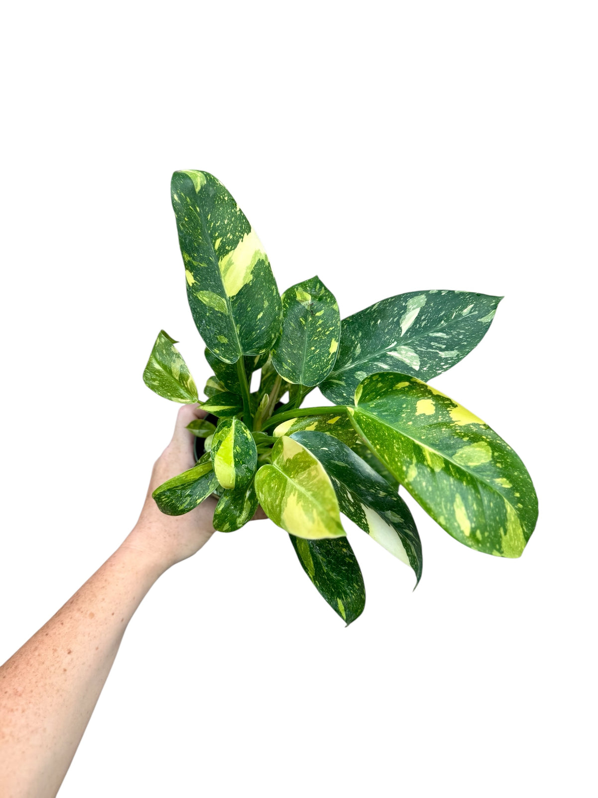 4” Philodendron Congo Nuclear