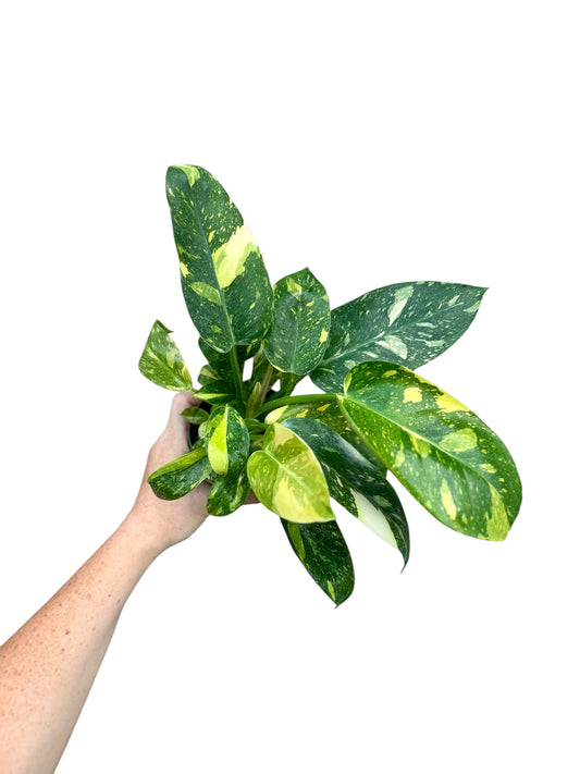4” Philodendron Congo Nuclear