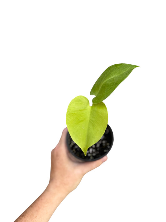 4” Monstera Lemon Lime