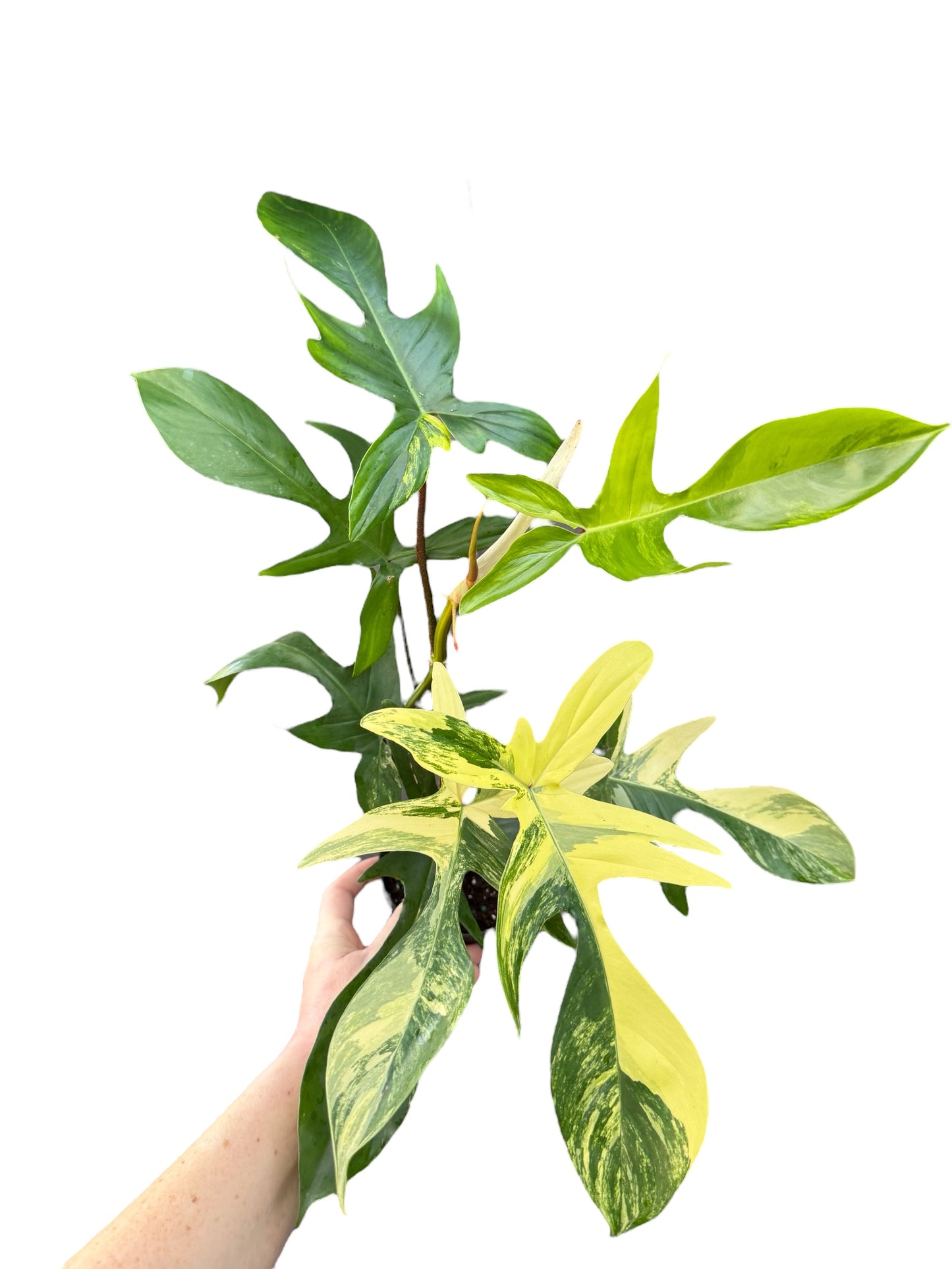 4” Philodendron Florida Beauty