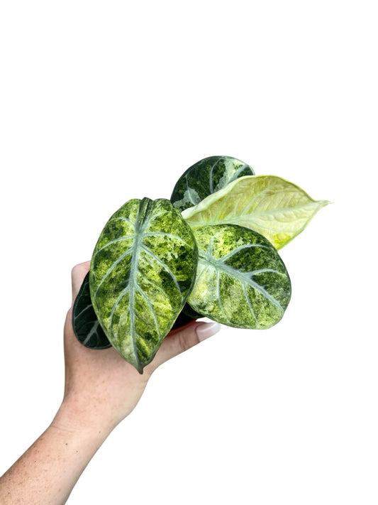 4” Alocasia Ninja ‘Tricolor’