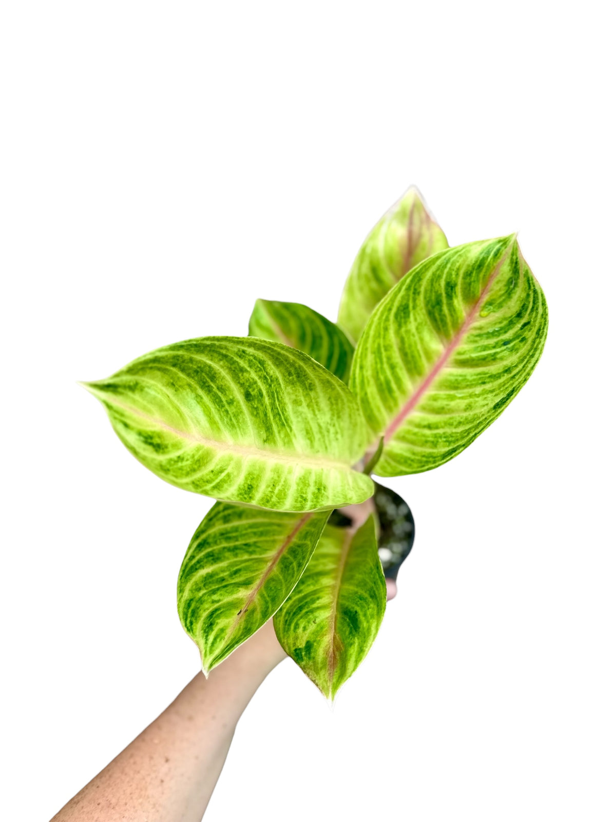 4” Aglaonema Amber