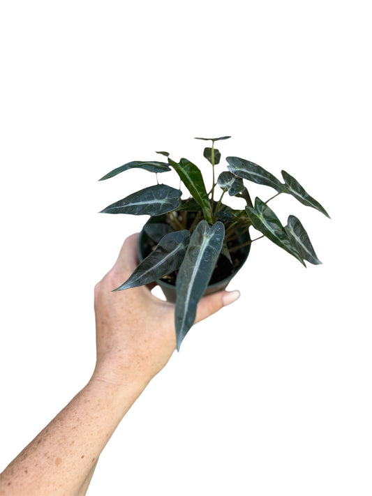 4” Alocasia Bambino