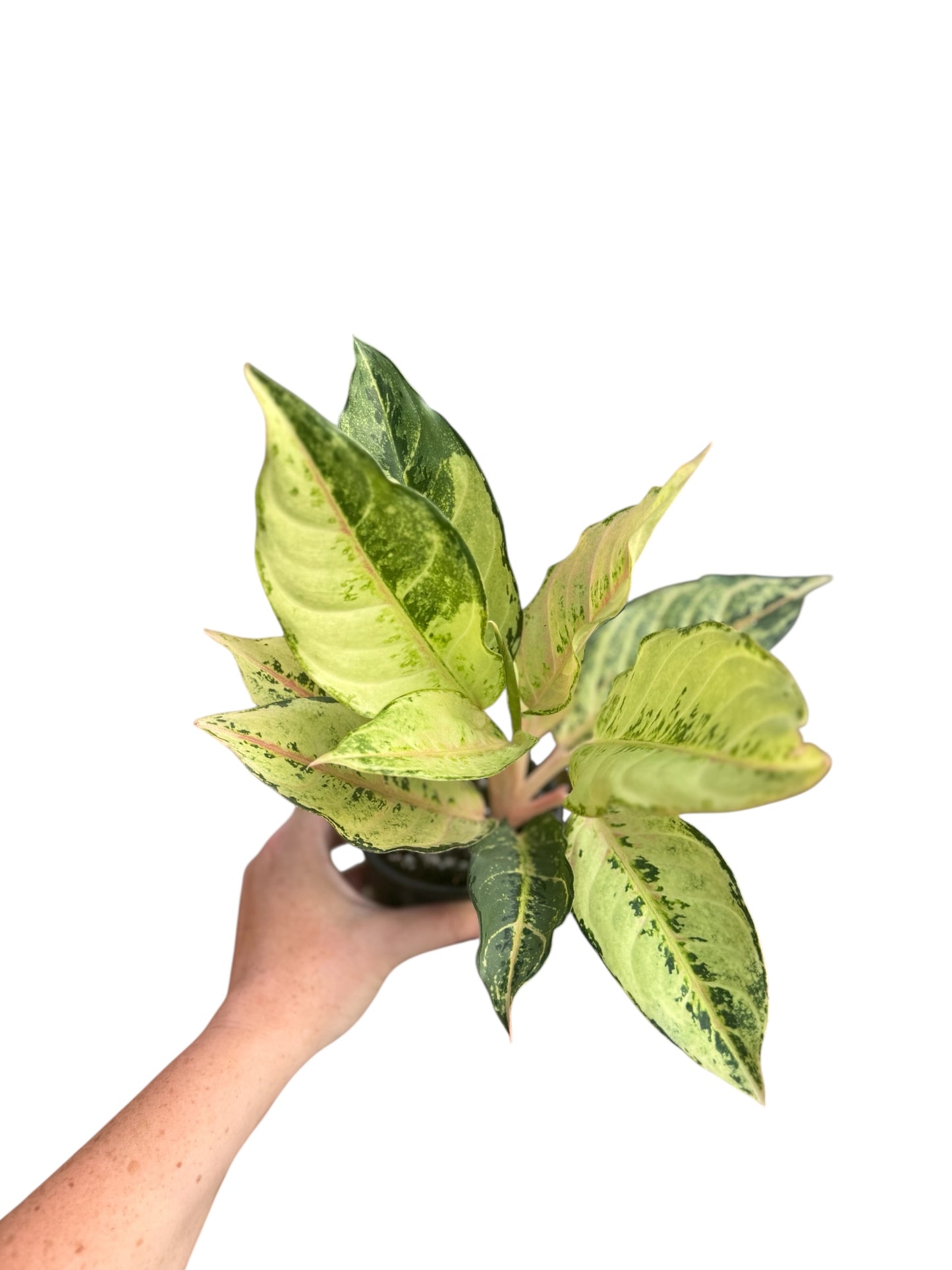 4” Aglaonema Lucky