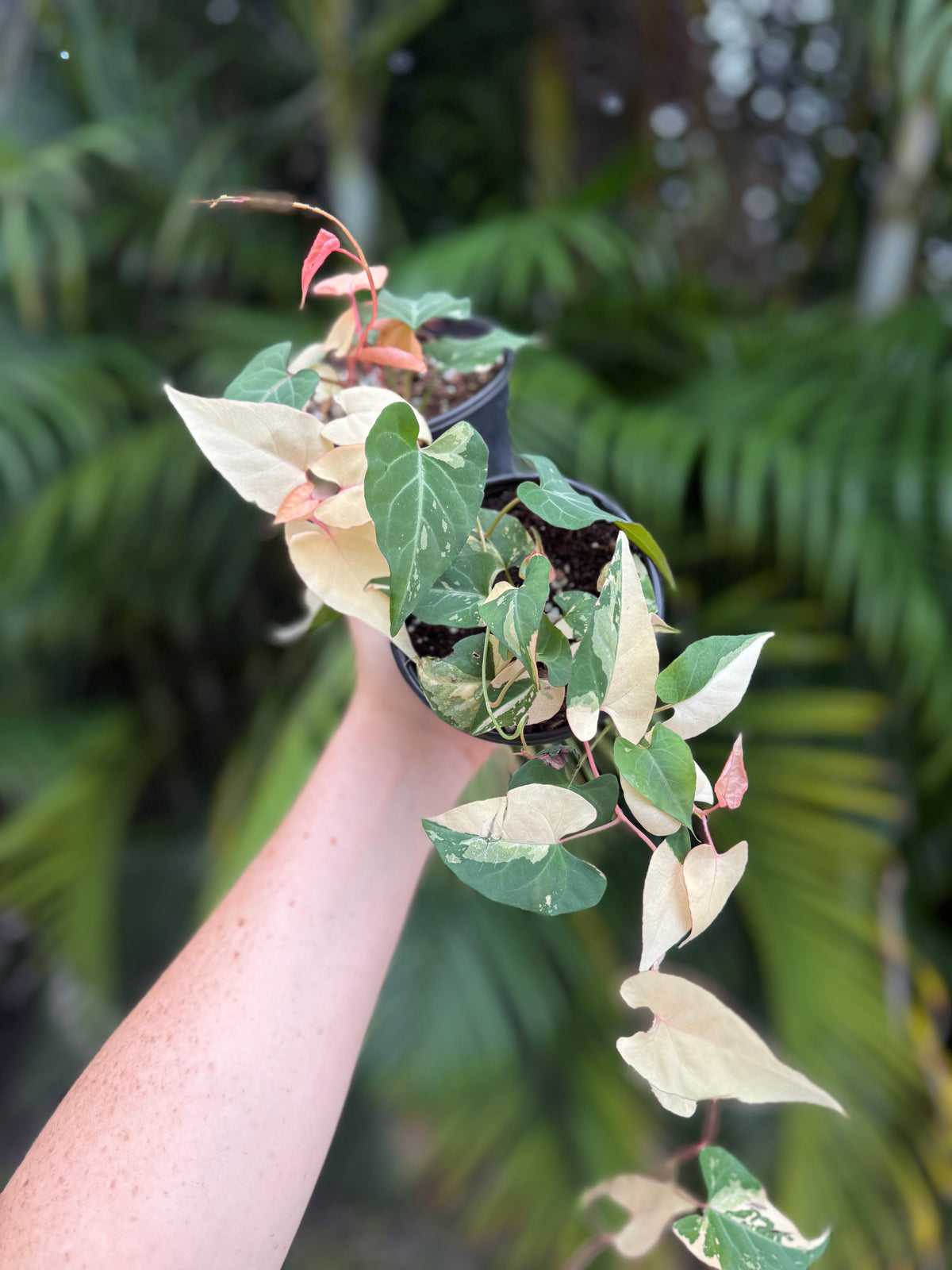 4” Fallopia Multiflora Variegated
