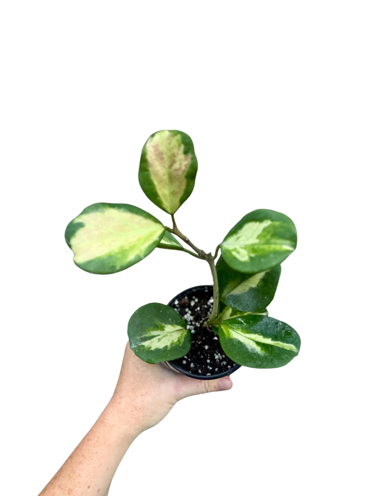 4” Hoya Obovata Inner Variegation