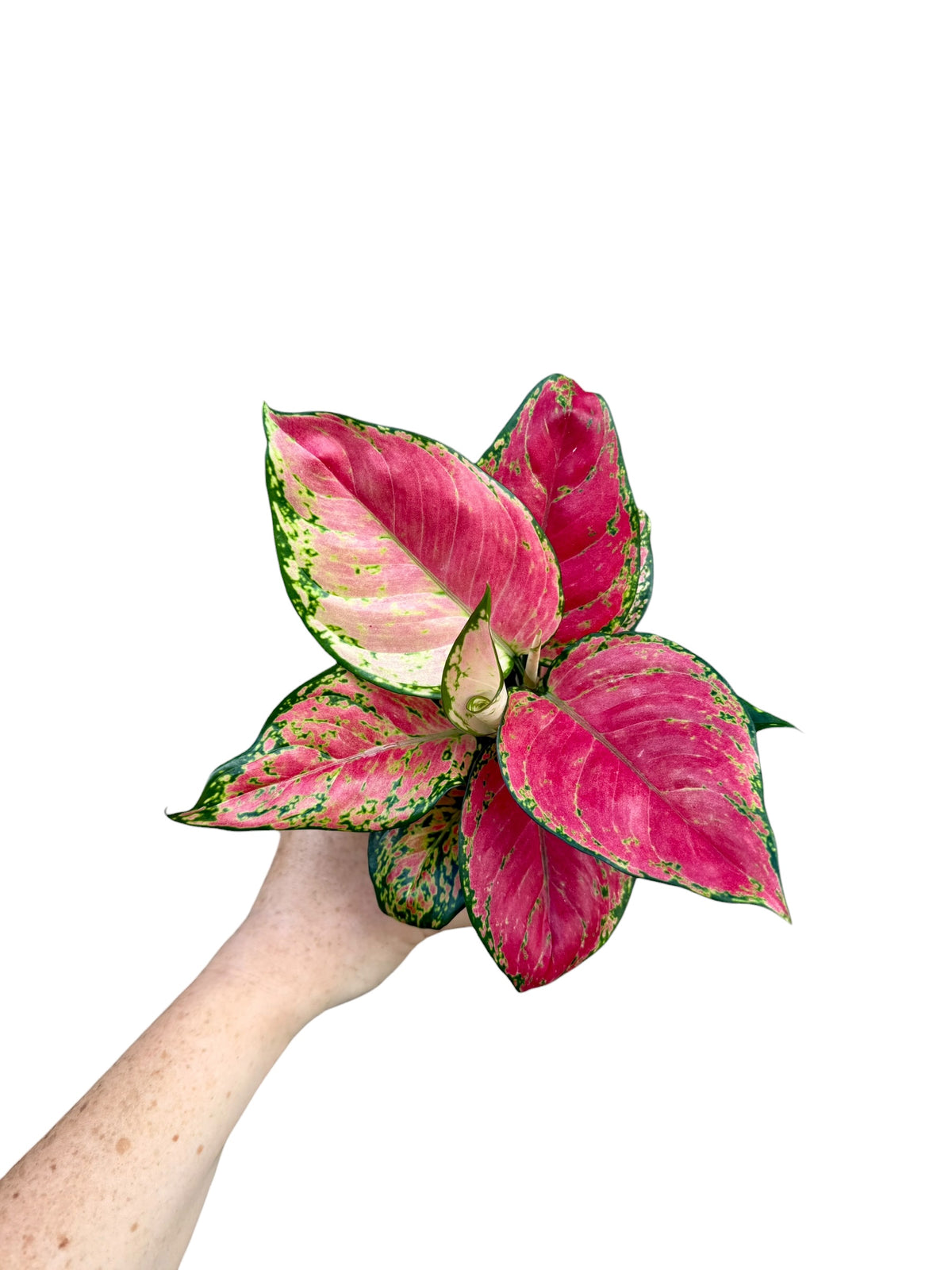 4" Aglaonema Diamond Red