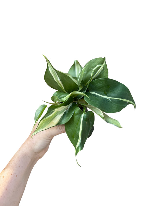 4” Philodendron Silver Stripe