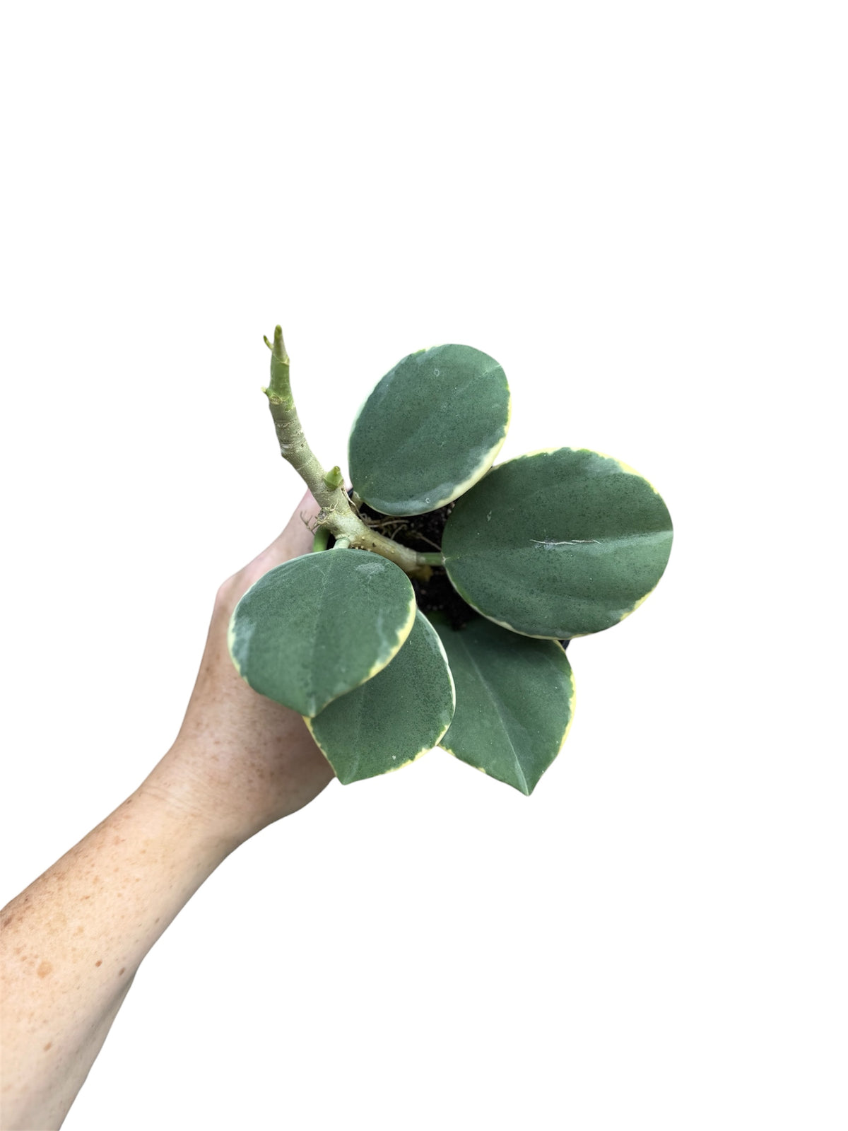 4” Hoya Pachyclada Albo Marginata