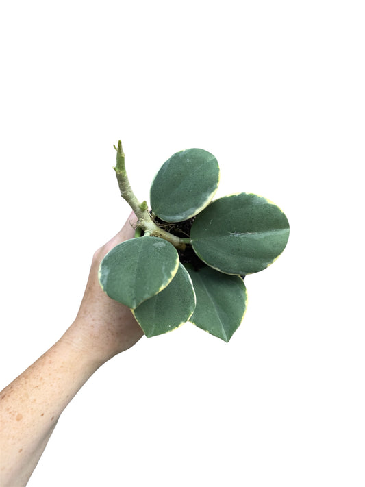 4” Hoya Pachyclada Albo Marginata