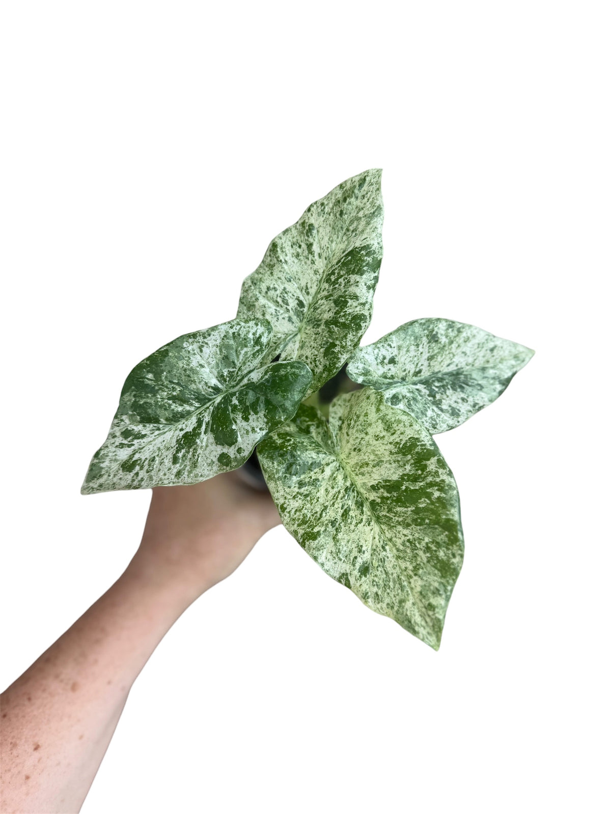 4” Alocasia Odora Batik