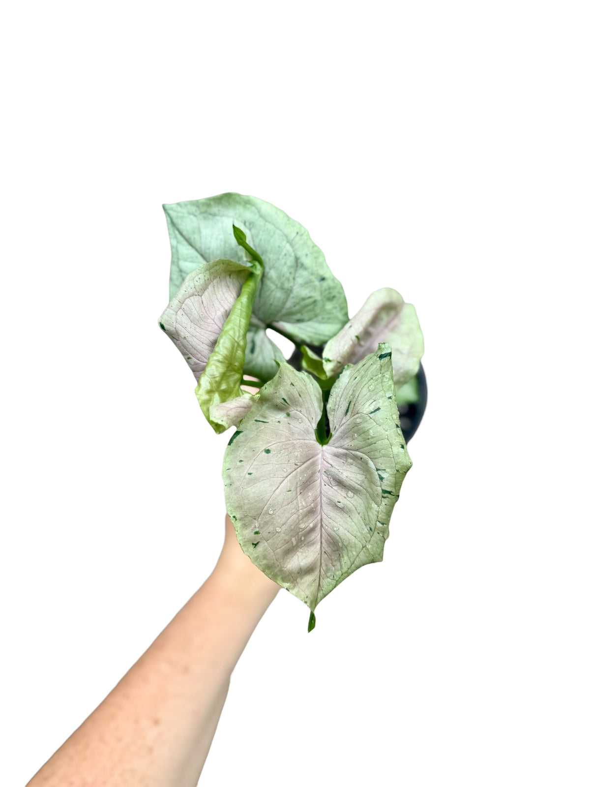 4” Syngonium Green Splash