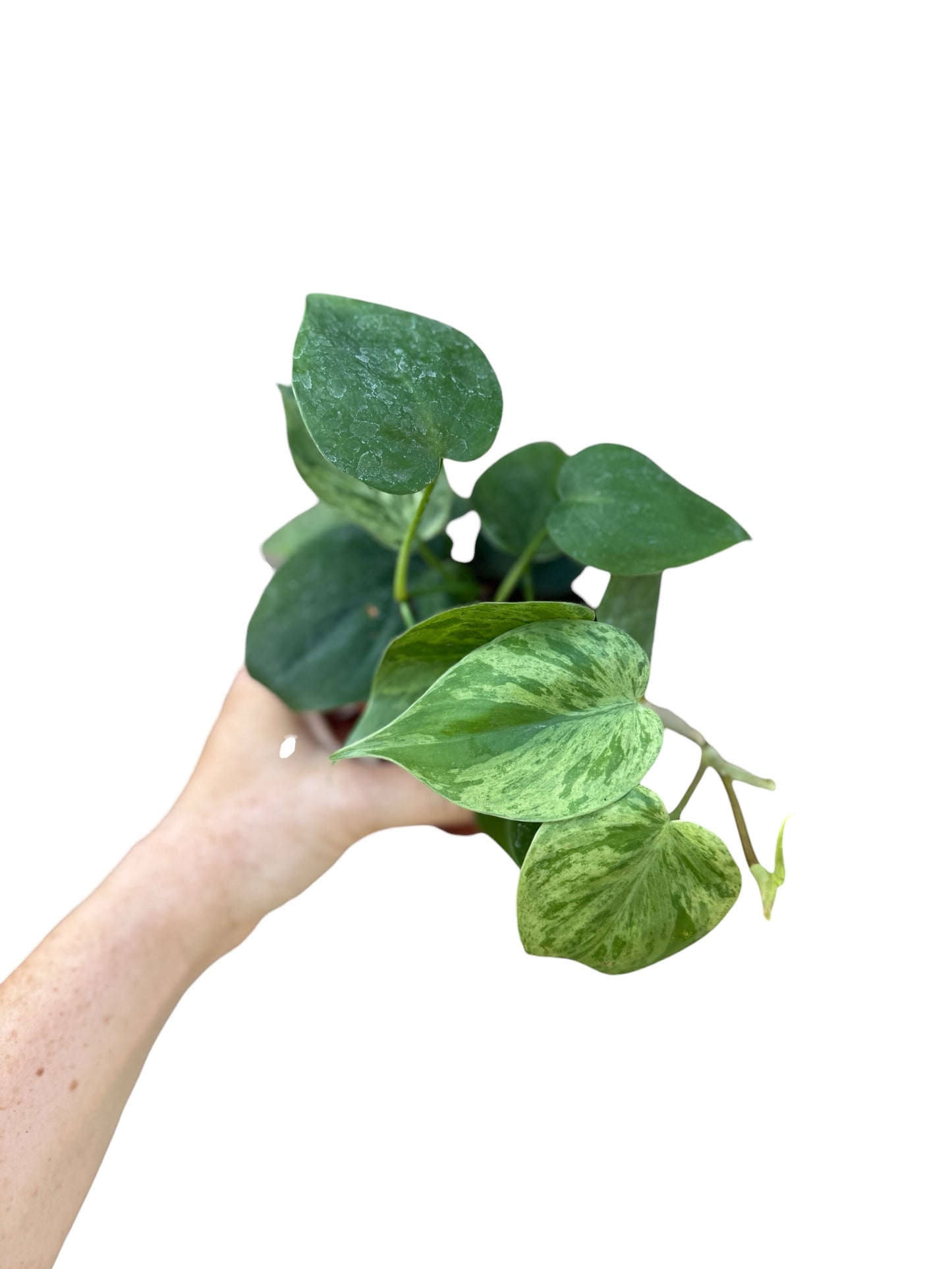 4” Philodendron Heart Leaf Variegated