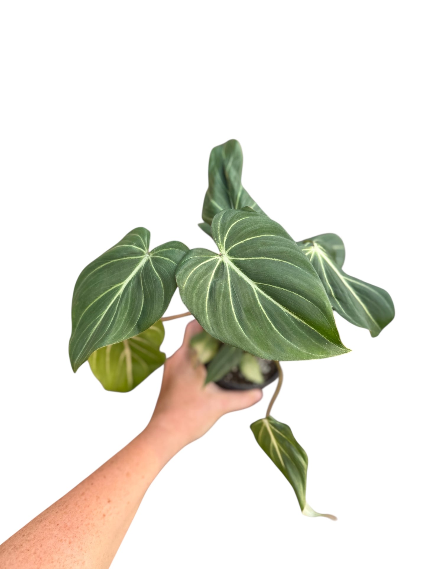 4” Philodendron Gloriosum