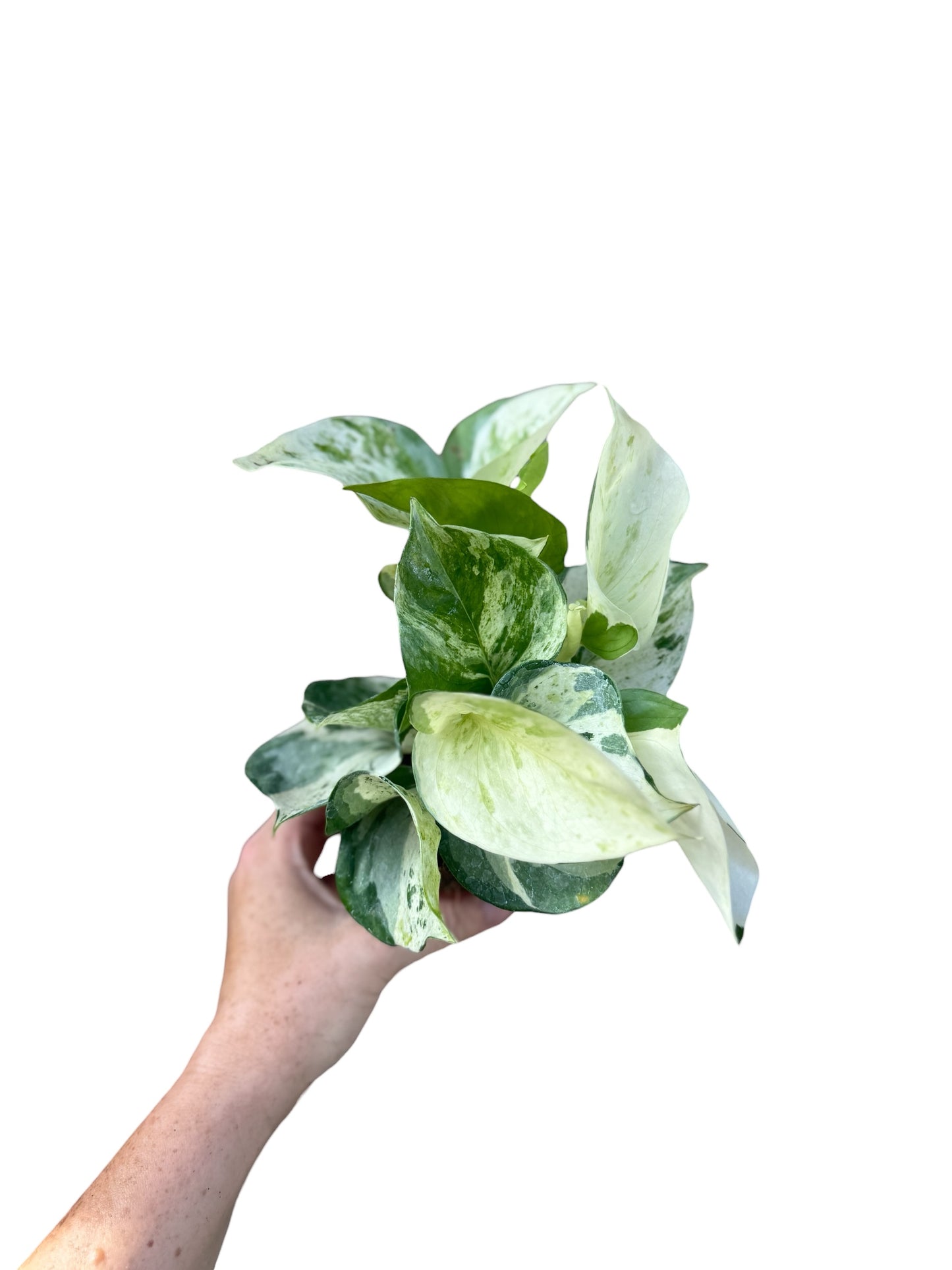 4” Pothos Manjula