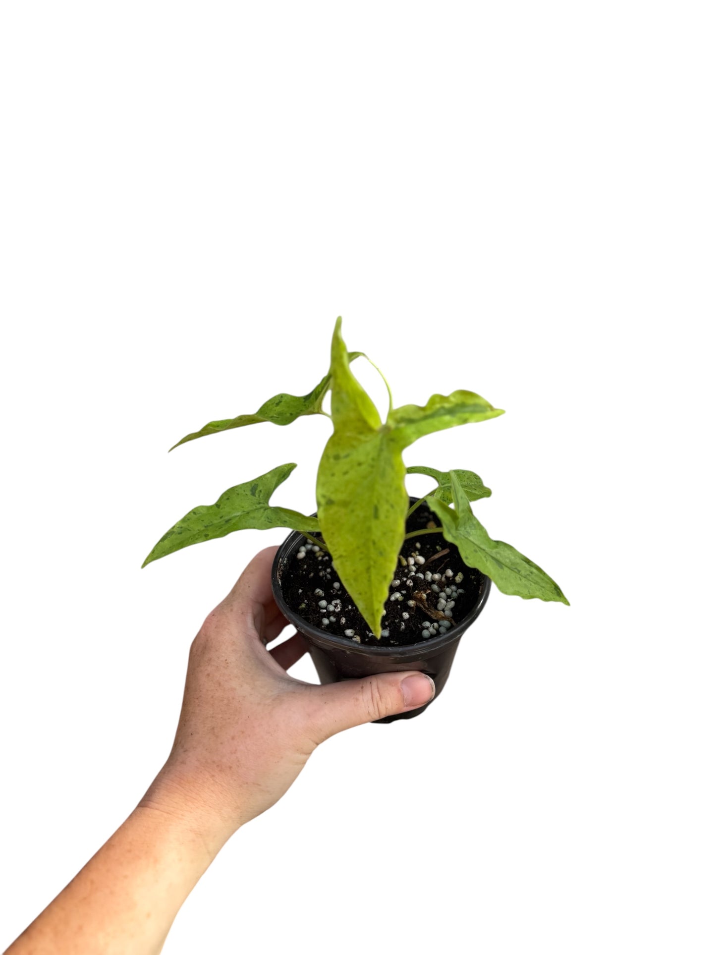 4” Syngonium Frog in a Blender