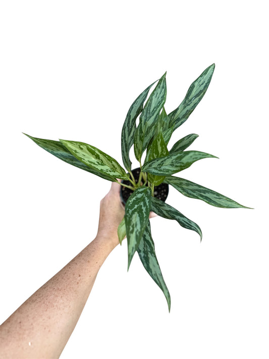 4” Agalonema Jubilee