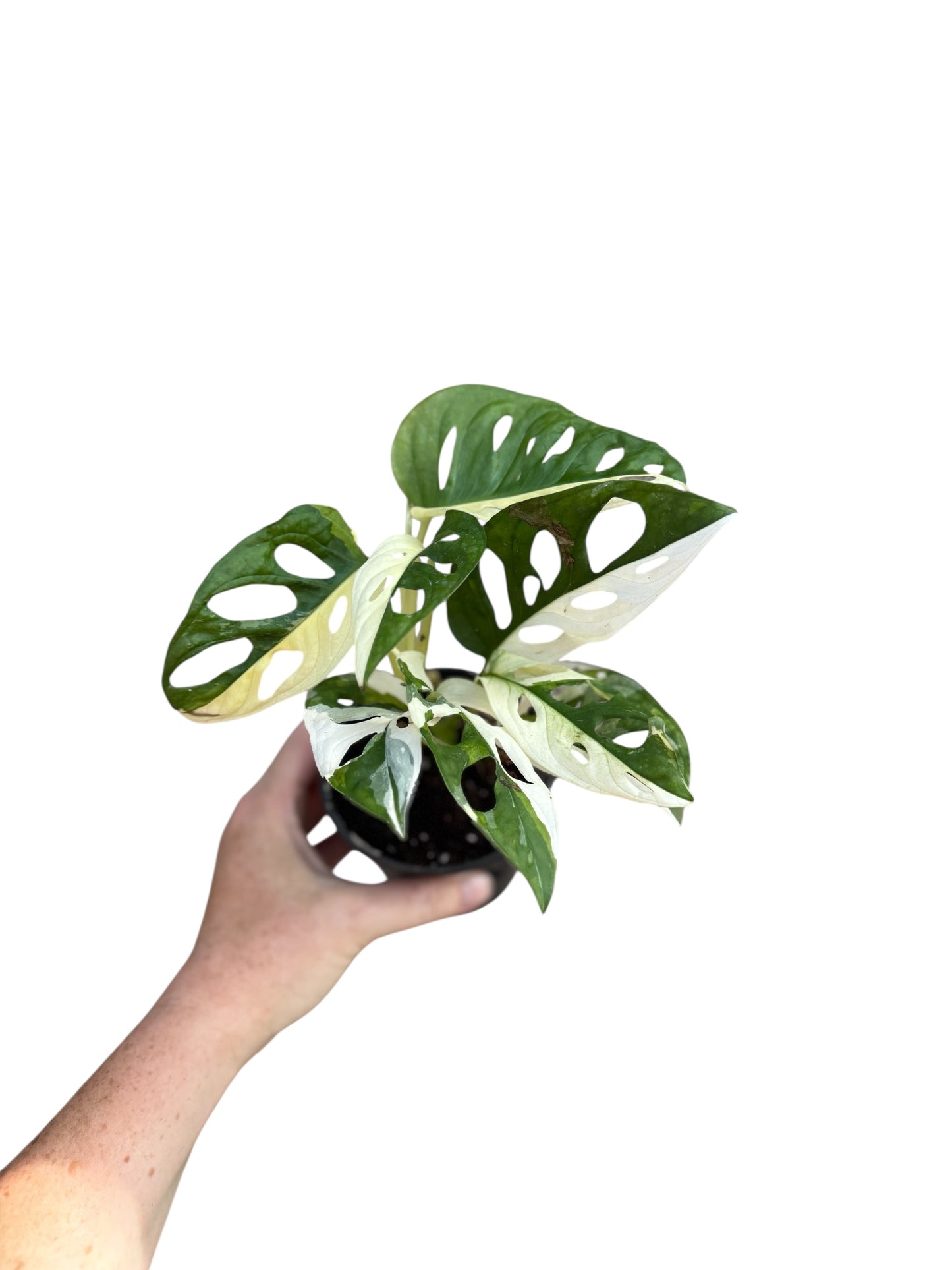 4” Monstera Adansonii Variegated
