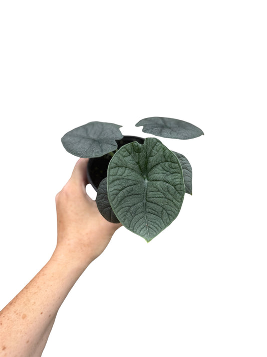 4” Alocasia Hami Melo
