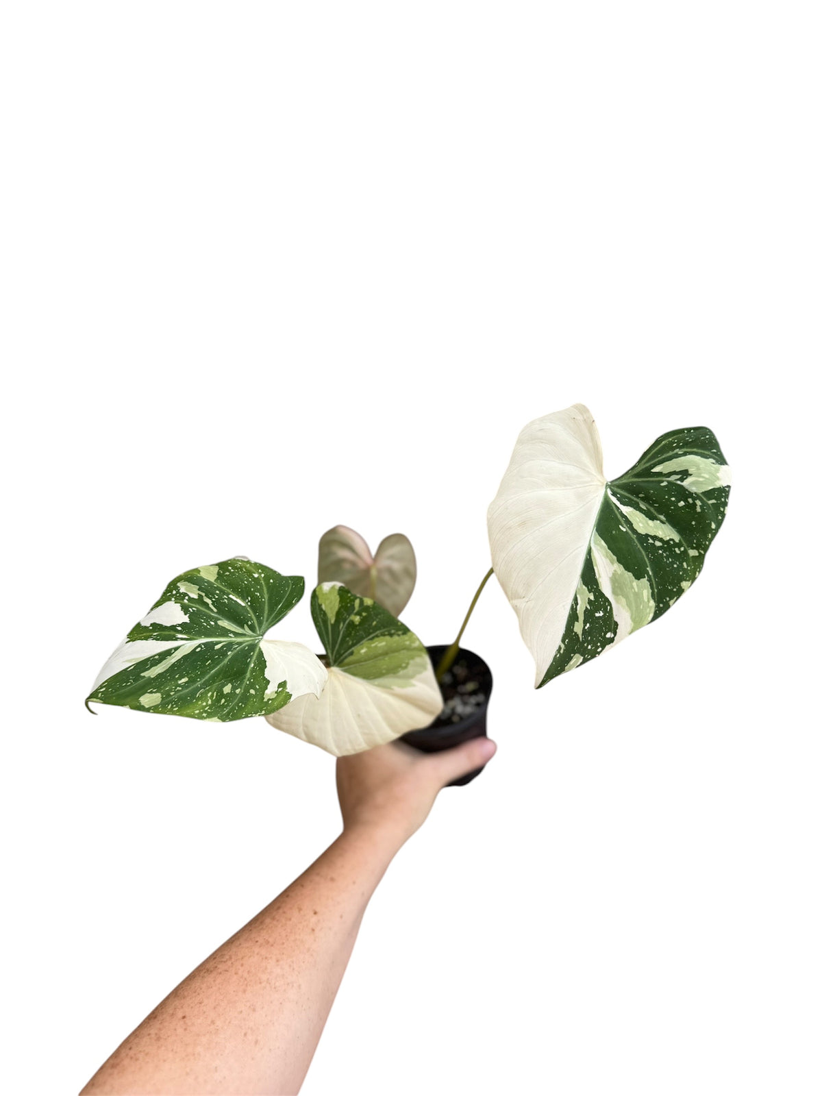 4” Philodendron Gloriosum Tricolor